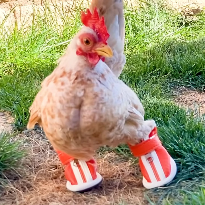 Chick Has Boot